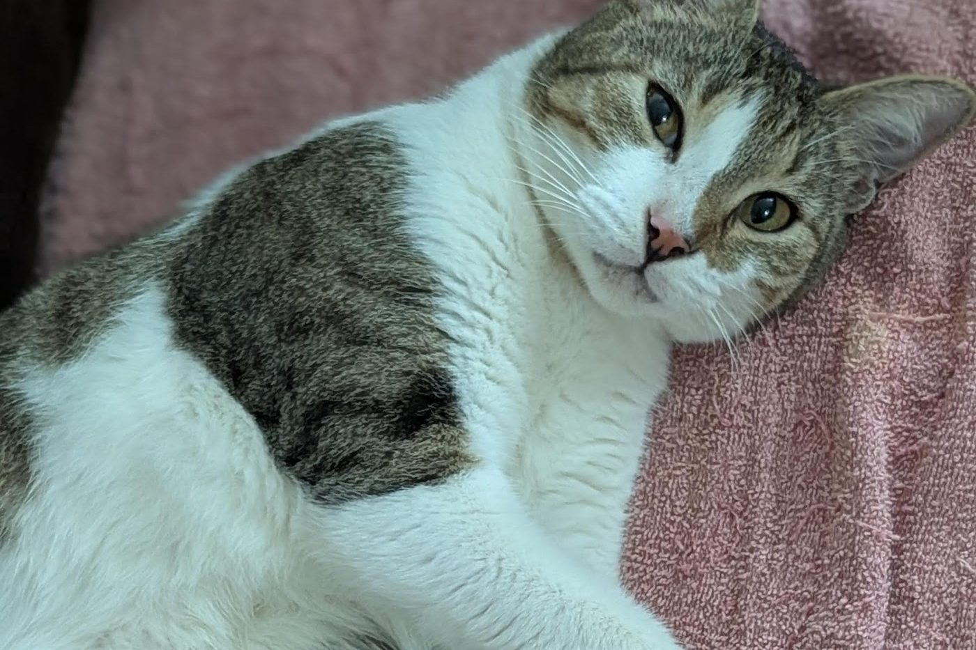 Mika Ella, a tabby-and-white cat, lying on a pink towel and looking at the camera