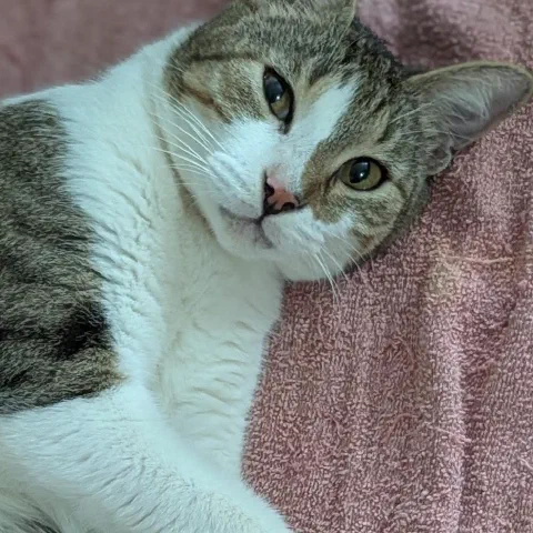Mika Ella, tabby and white