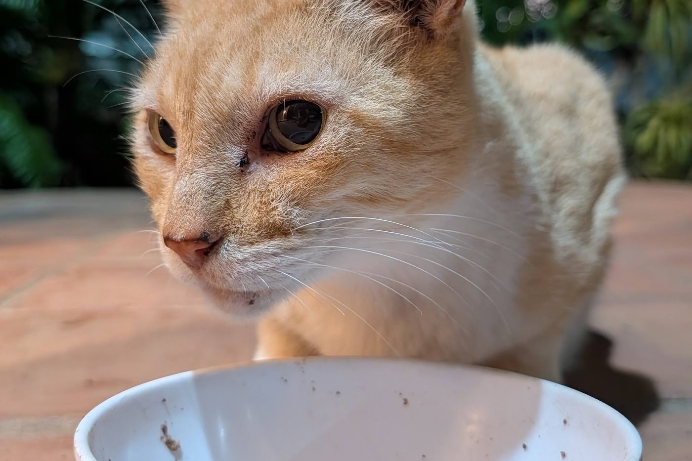 Mountain Lion, an orange-and-white cat whose real name nobody knows, sitting next to an empty food bowl