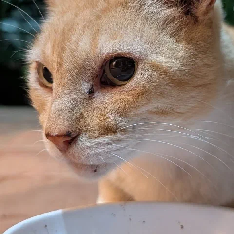 Mountain Lion, orange and white
