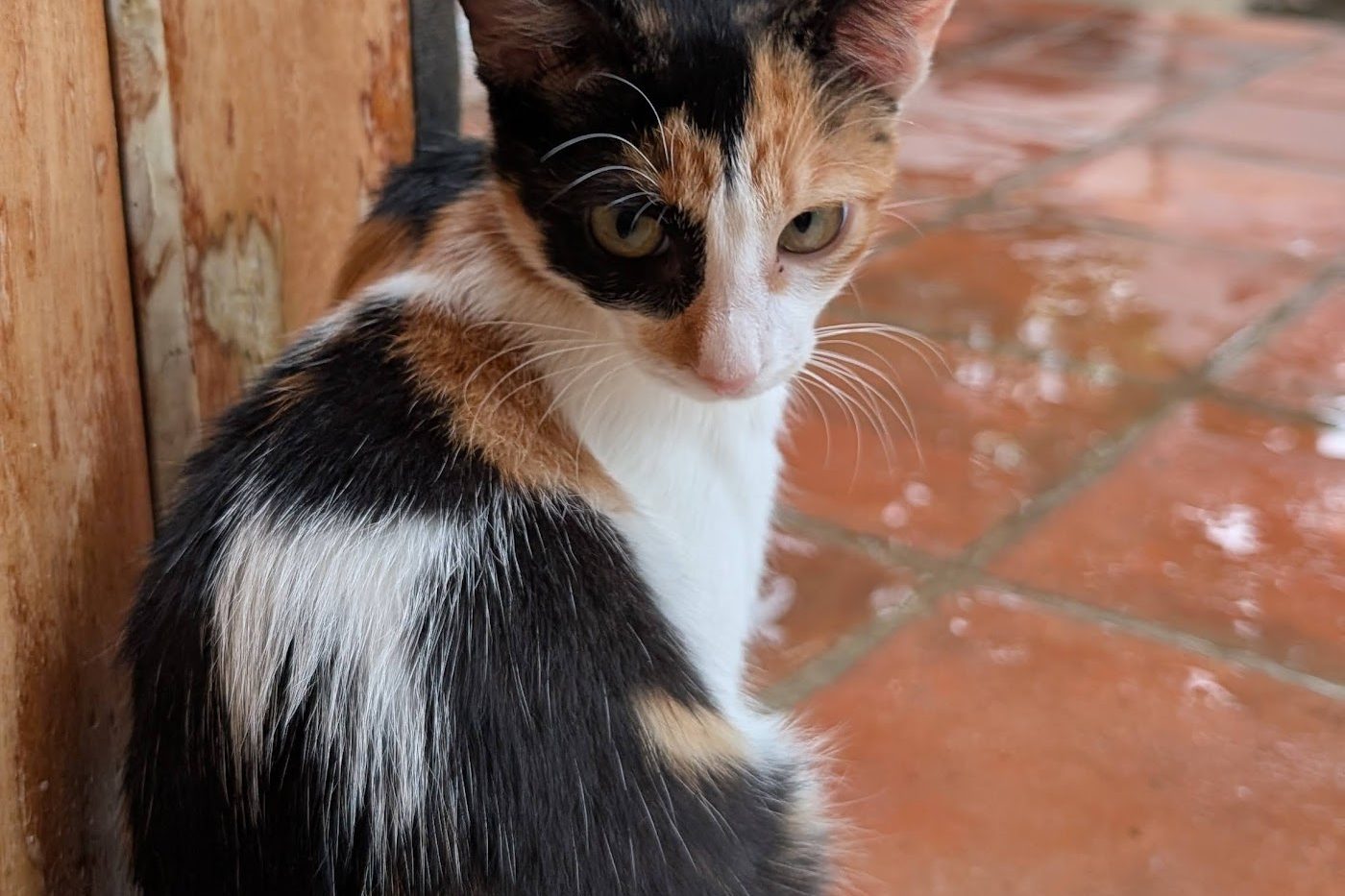 Lucia, a calico cat, seen from behind, its black, orange and white patches clearly visible