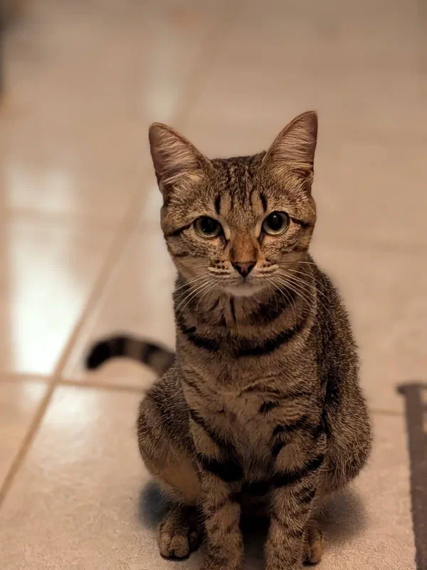 Tabby cats photographed from different angles