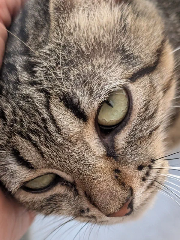 Tabby cats photographed from different angles