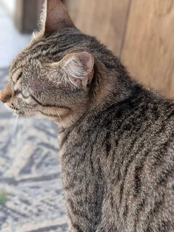 Tabby cats photographed from different angles