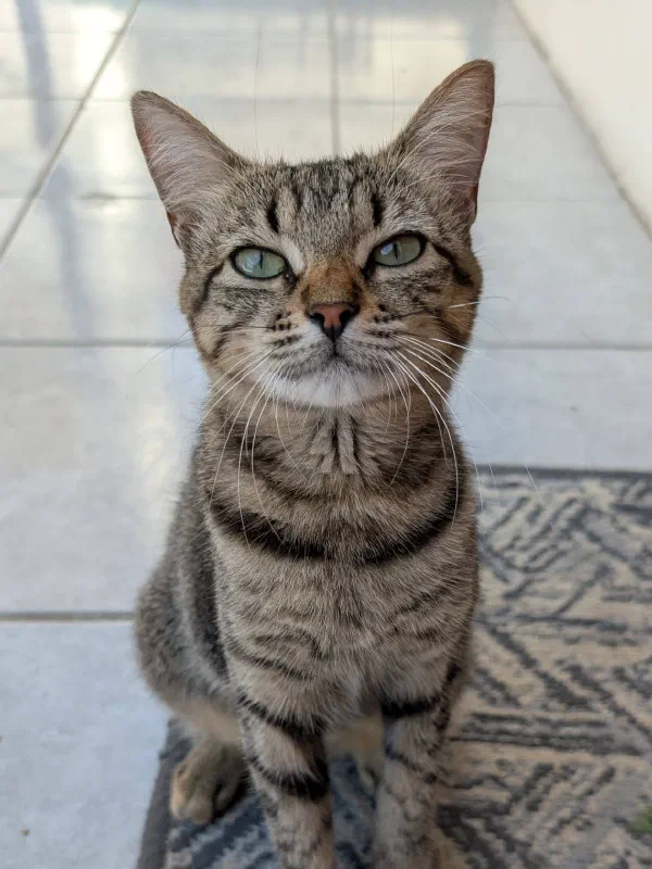 Tabby cats photographed from different angles