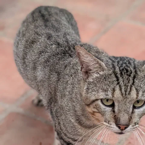 Carlitos, grey tabby