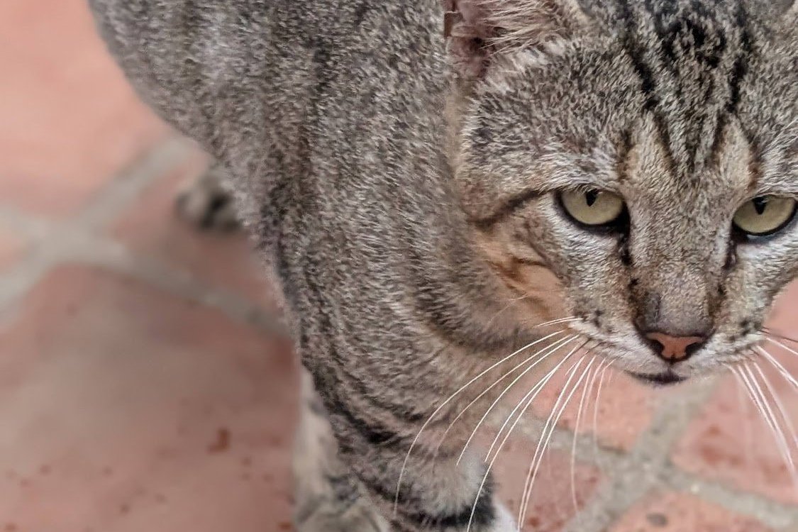 Carlitos, a grey tabby with yellow-green eyes, looking up from a tiled floor