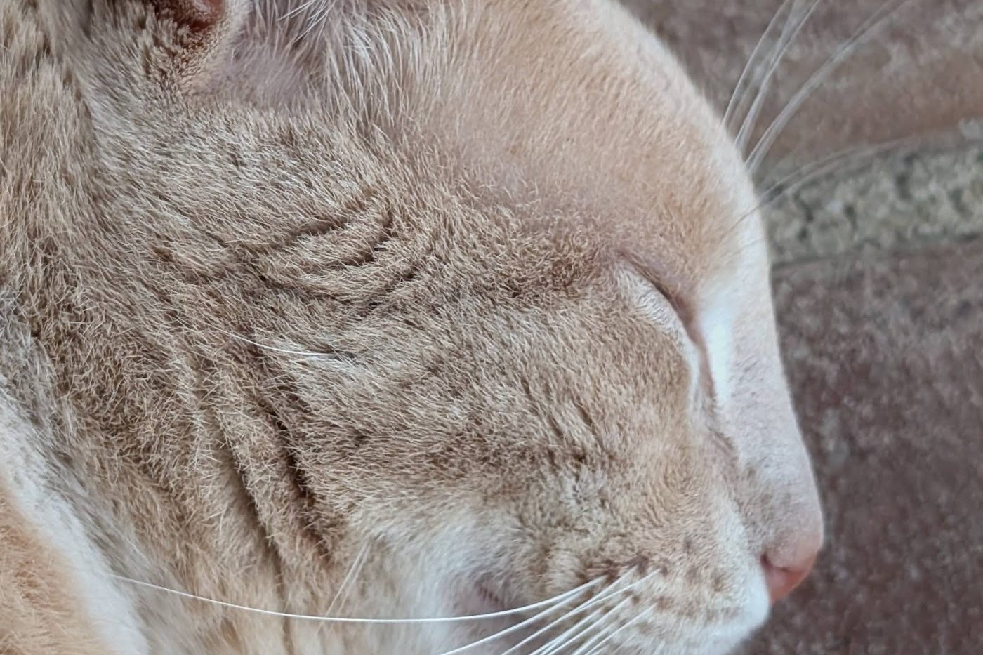 Tenkilo, a cream-coloured cat, in profile, eyes closed, basking in the sun