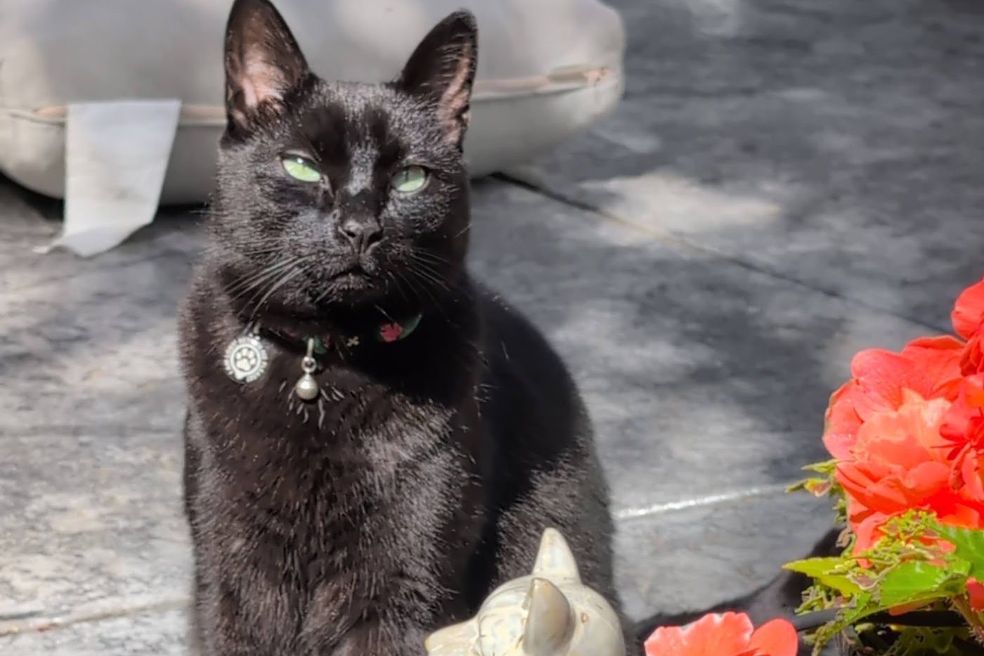 Hootie, a black cat wearing a collar, sitting in a garden beside a cat statue and red flowers