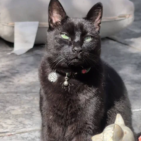 Hootie, black, with a collar