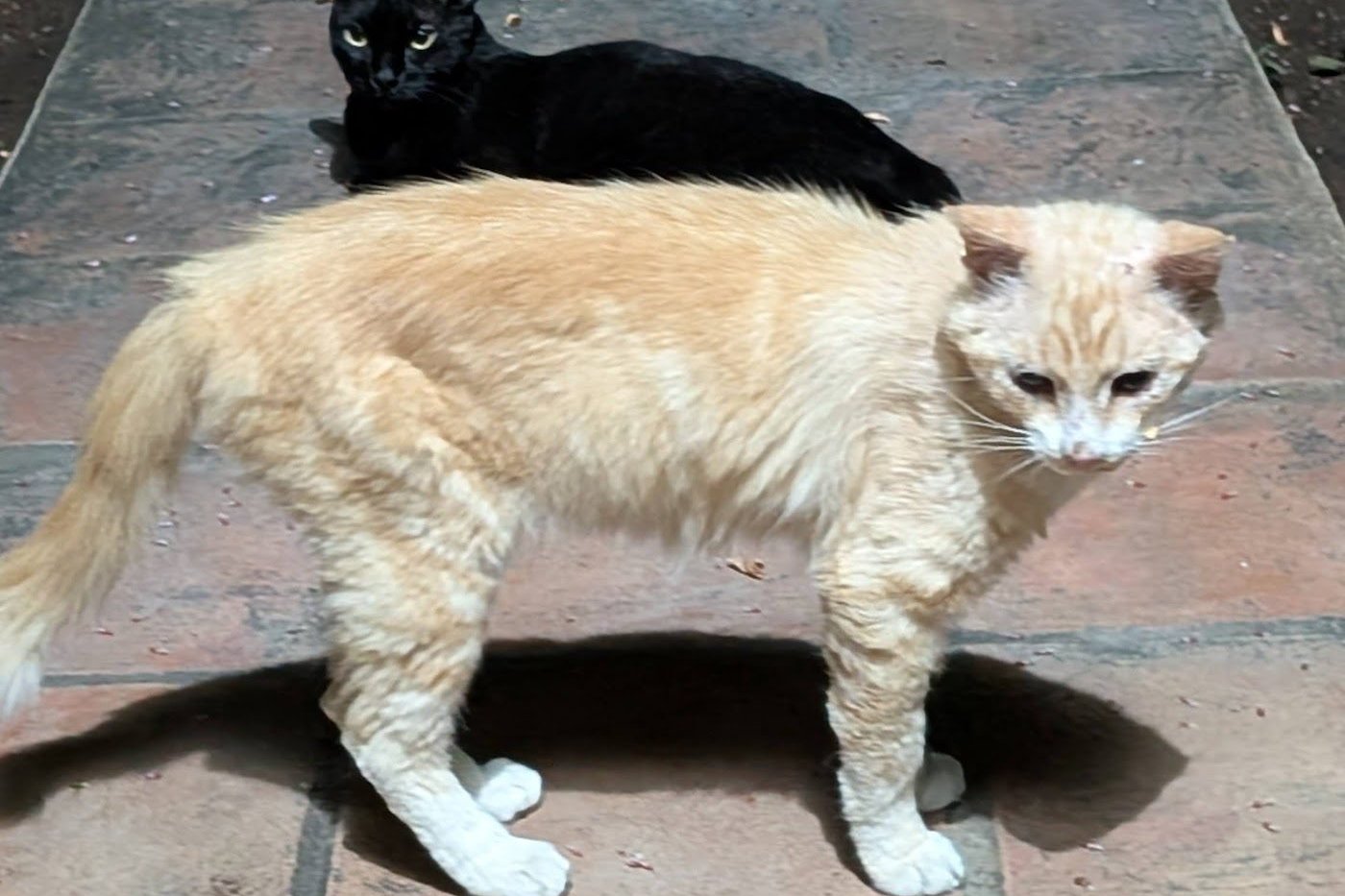 Ninja, a pale orange-and-white cat, standing on a garden path, with Ciccio, a black cat, lying behind and looking at the camera