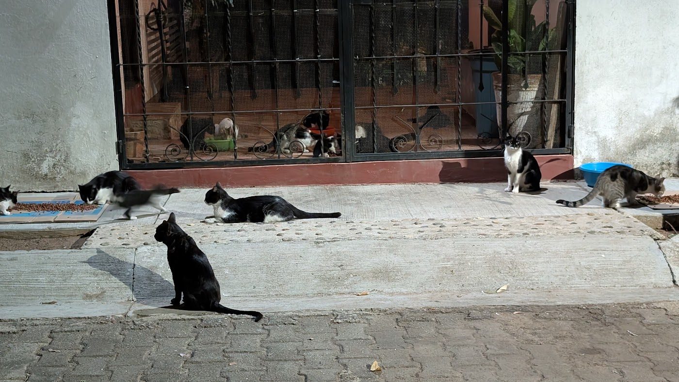 Several cats resting in a paved courtyard behind a fence