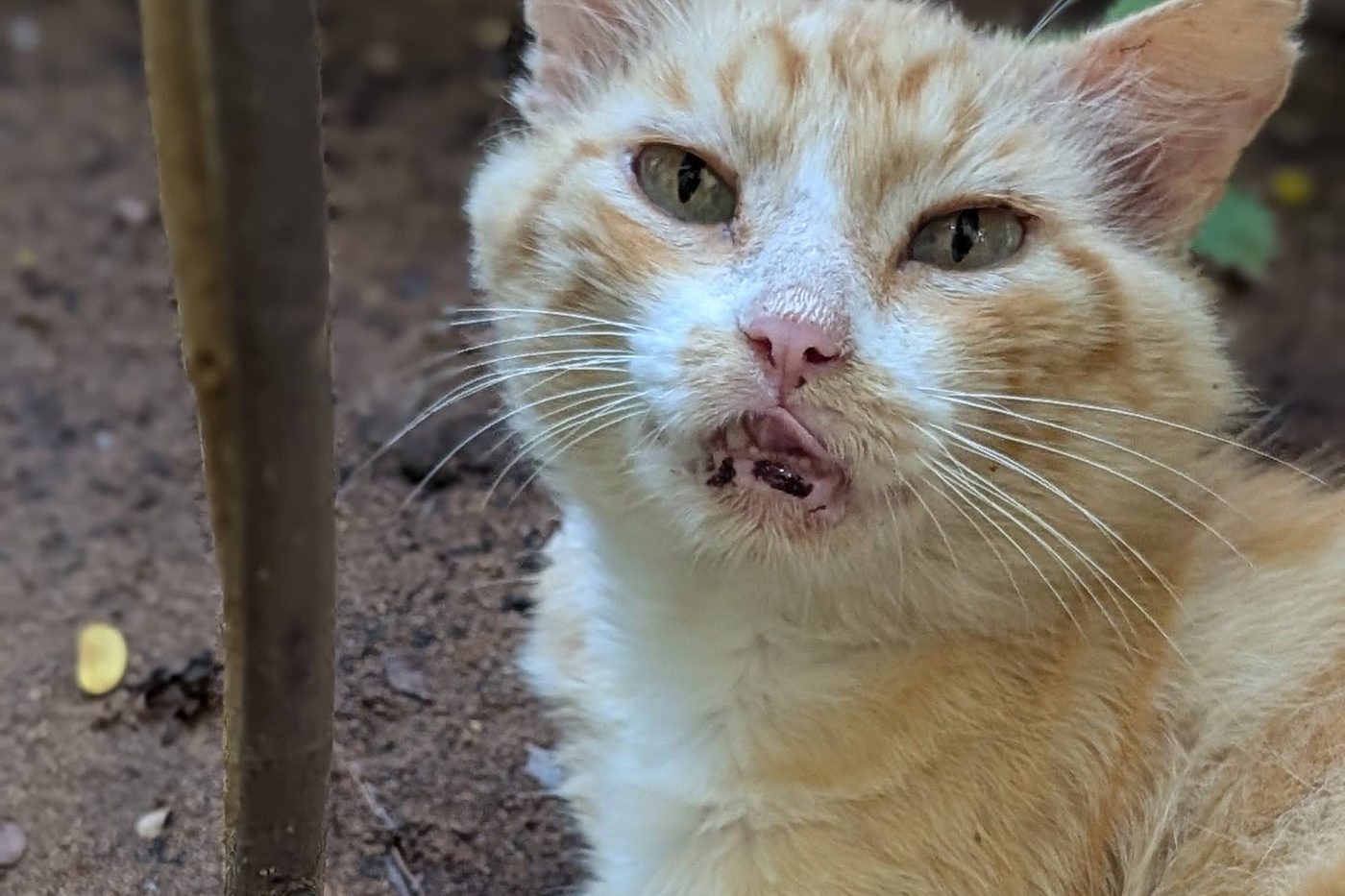 Ninja, an orange-and-white cat, lying on the ground, mid-meow