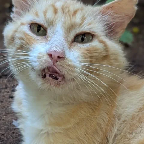Ninja, orange and white