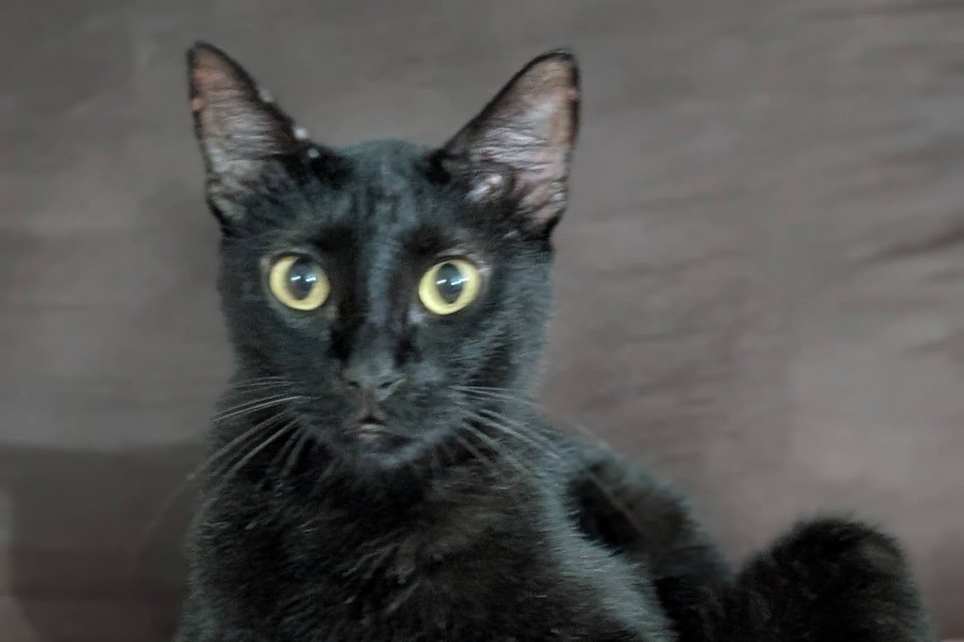 Close-up of Ciccio, a black cat with yellow-green eyes, looking straight at the camera