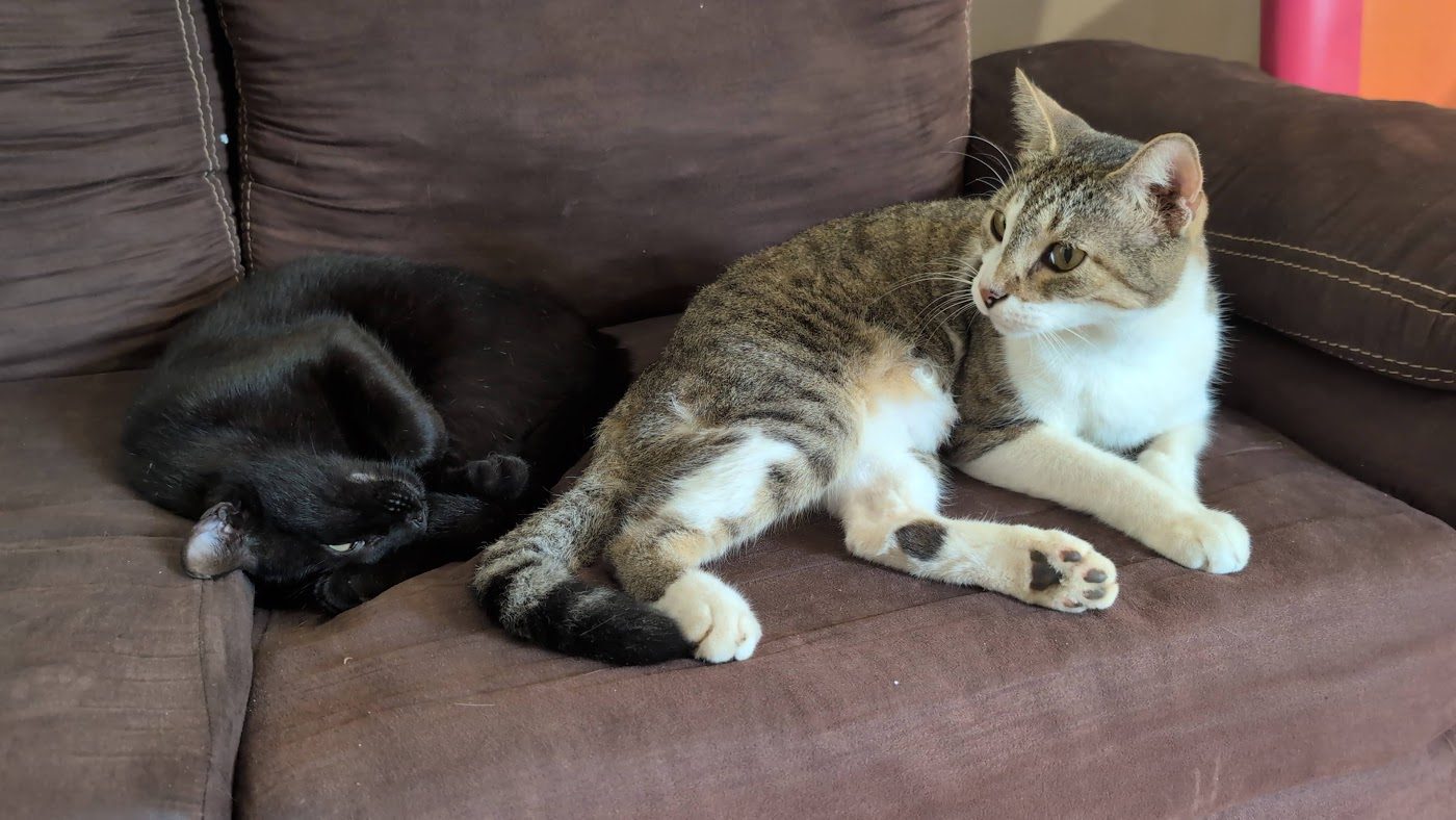 Mika Ella, a tabby-and-white cat, and Ciccio, a black cat, curled up together on a sofa