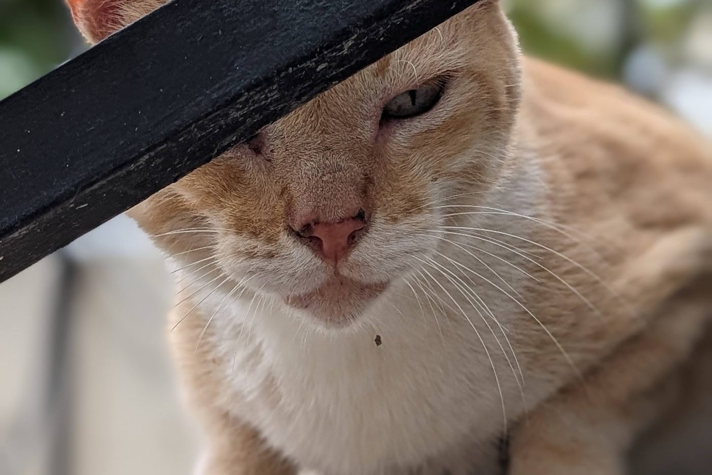 Mountain Lion, an orange-and-white cat, peering at the camera from behind a black railing