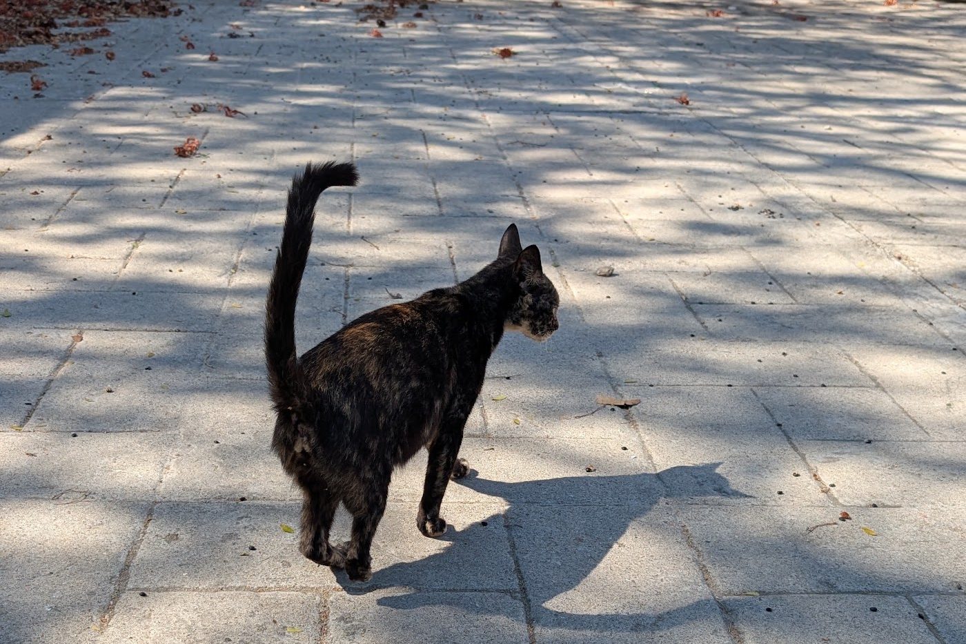A tortoiseshell cat walking across a sunny street with its tail held high