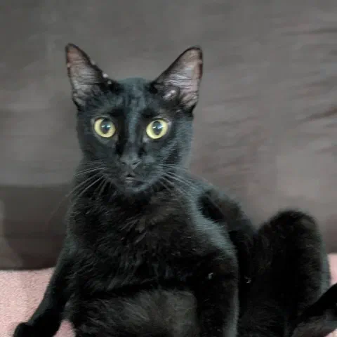 Ciccio, black