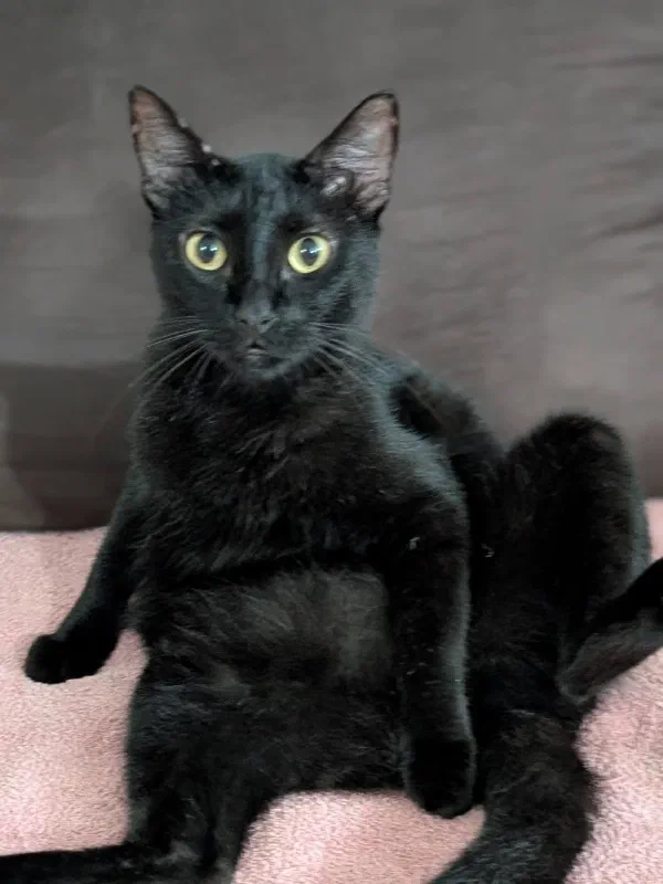 Ciccio, a black cat, sitting up on a pink blanket