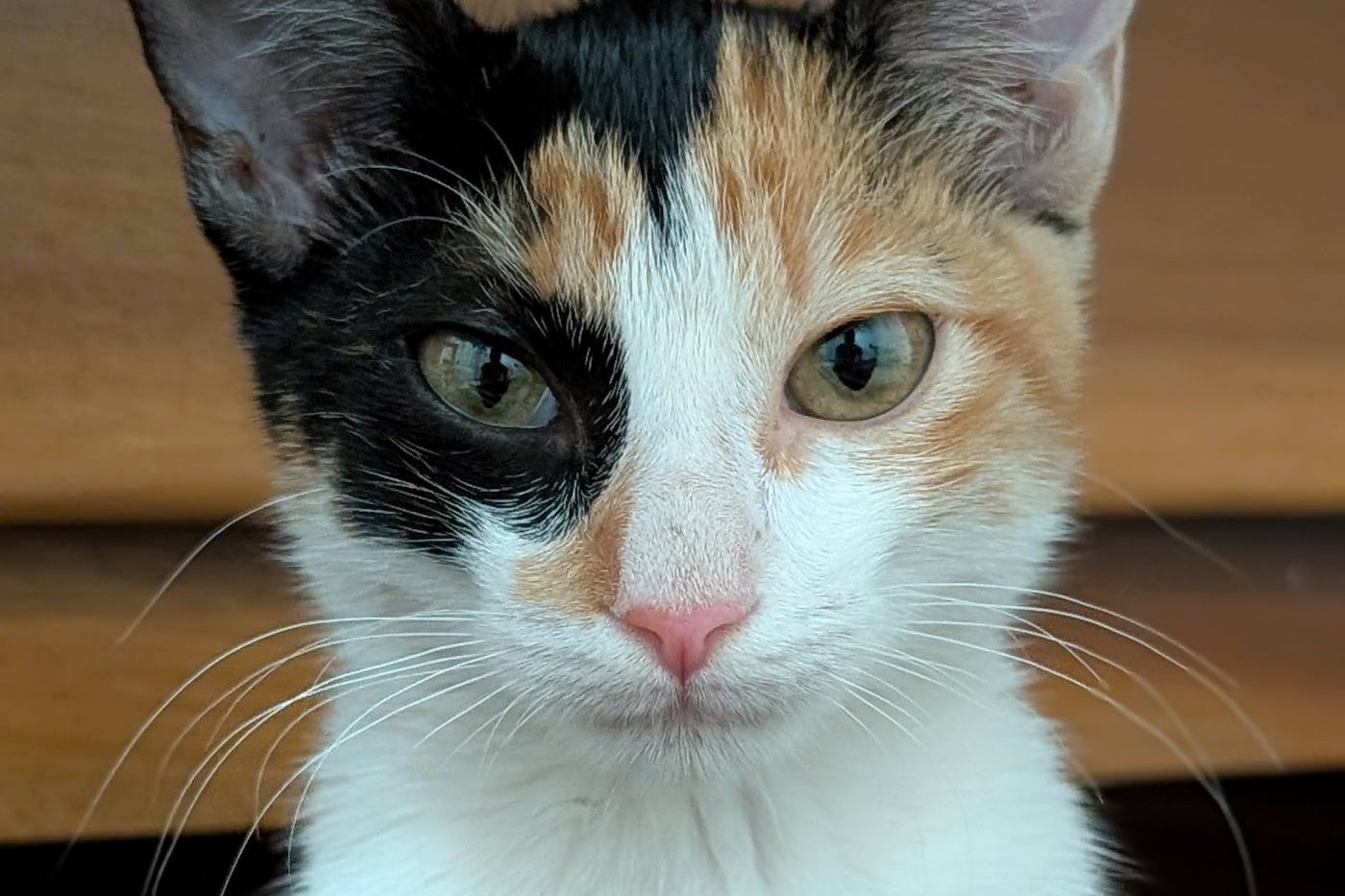 Close-up of Lucia, a young calico cat with a black patch over one eye