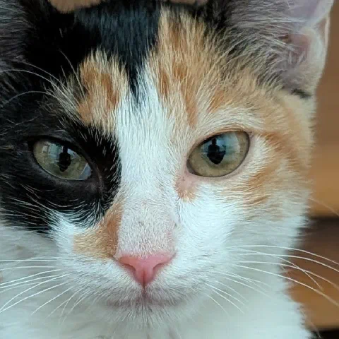 Lucia, calico