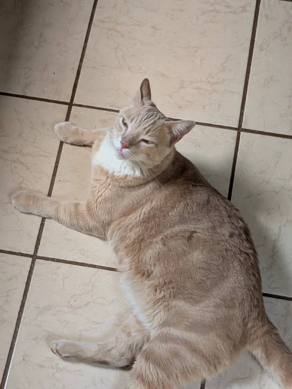 Tenkilo, a cream cat, stretched out on a tiled floor