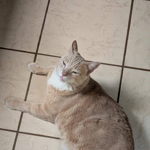 Tenkilo, cream