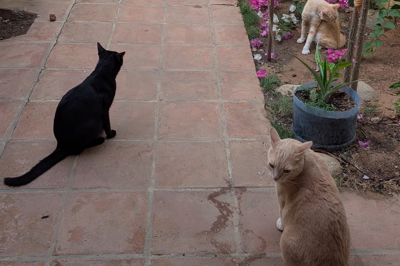 Ciccio, a black cat, and Tenkilo, a cream cat, in a tiled courtyard, with Ninja grooming among the potted flowers