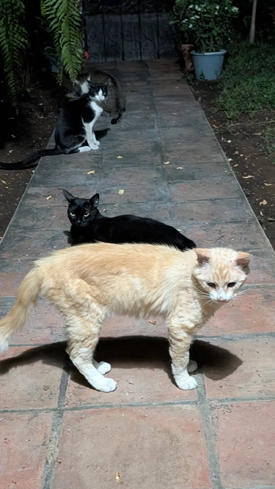 Ninja, a pale orange-and-white cat, in front; Ciccio, a black cat, behind; and Mika Ella with a black-and-white cat further up the garden path