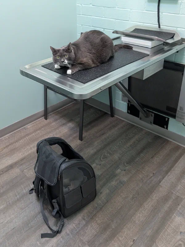 Saibo in Puerto Escondido