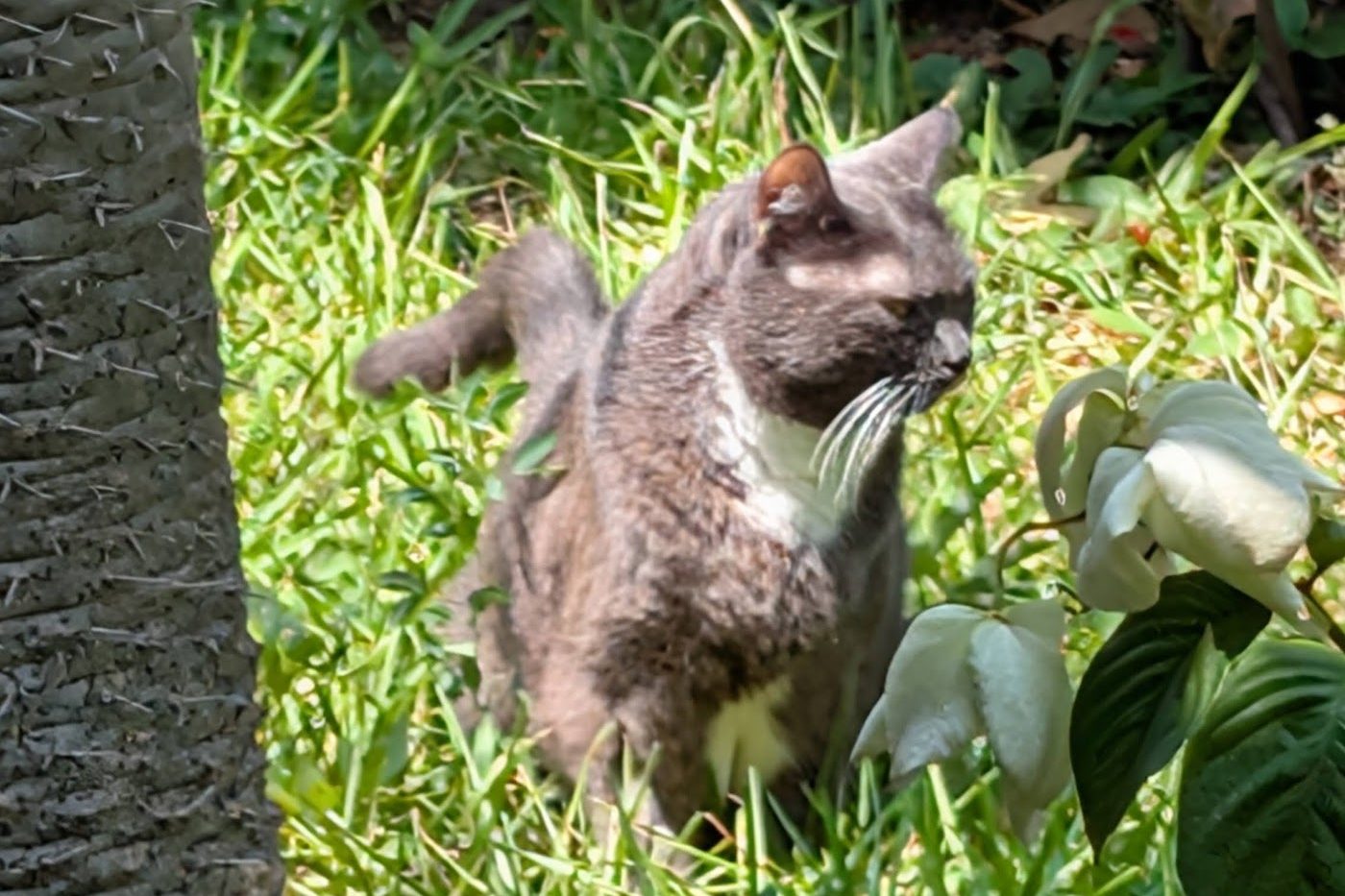Saibo, a grey-and-white cat, in tall grass among the plants